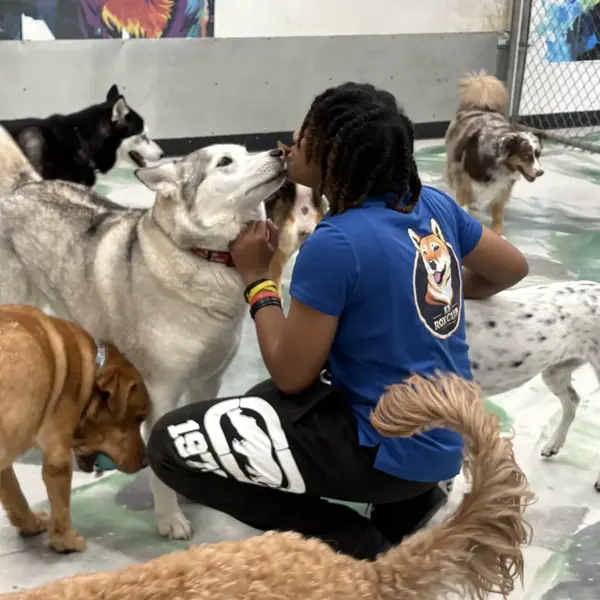 Dogs playing together at K9 Rox Club daycare